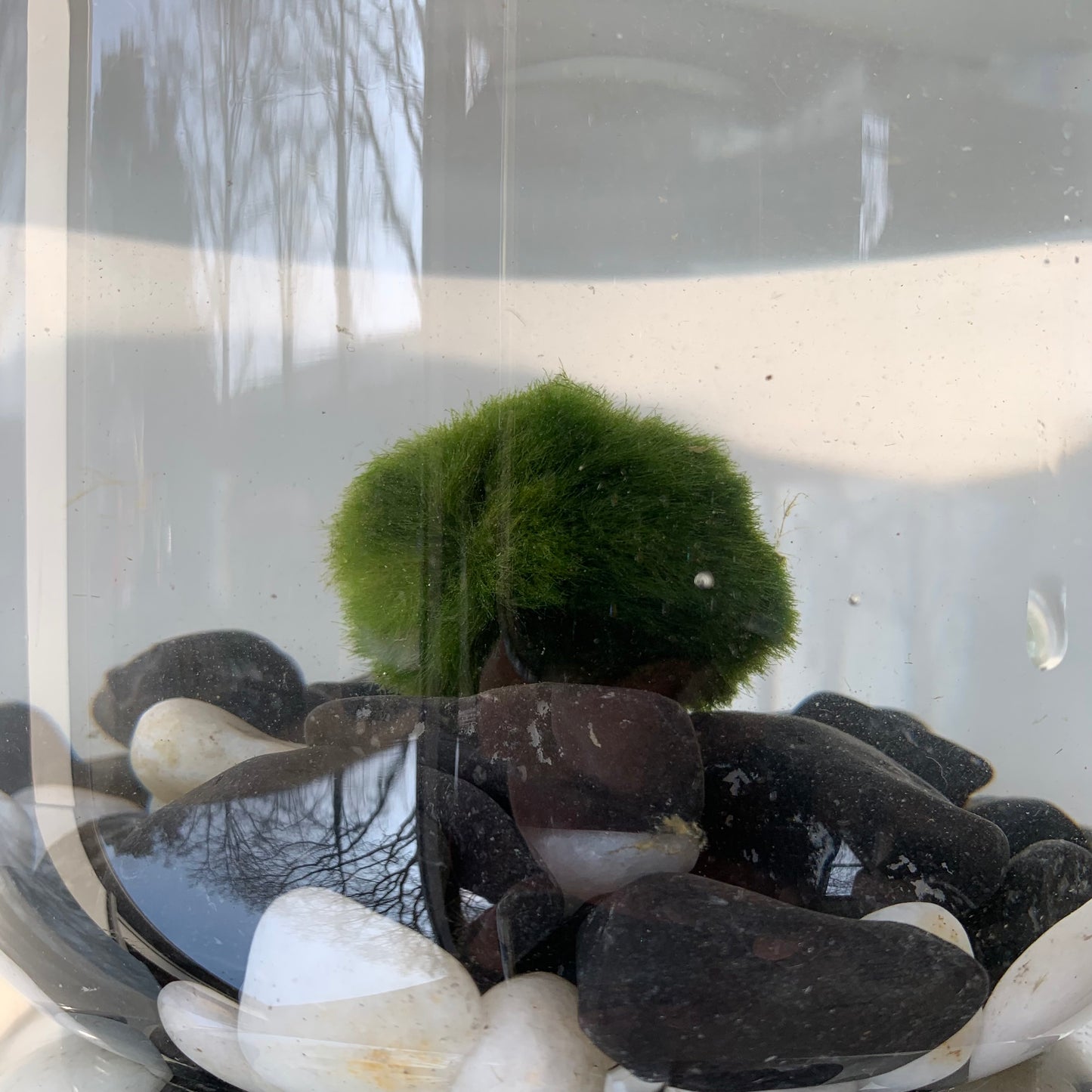Marimo mosbal – levendige groene waterplant in bolvorm voor decoratie