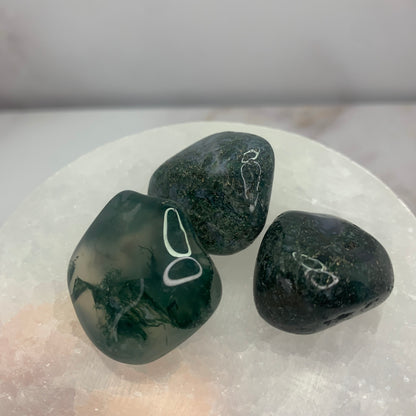 Transparante mossagaat met unieke mosstructuur